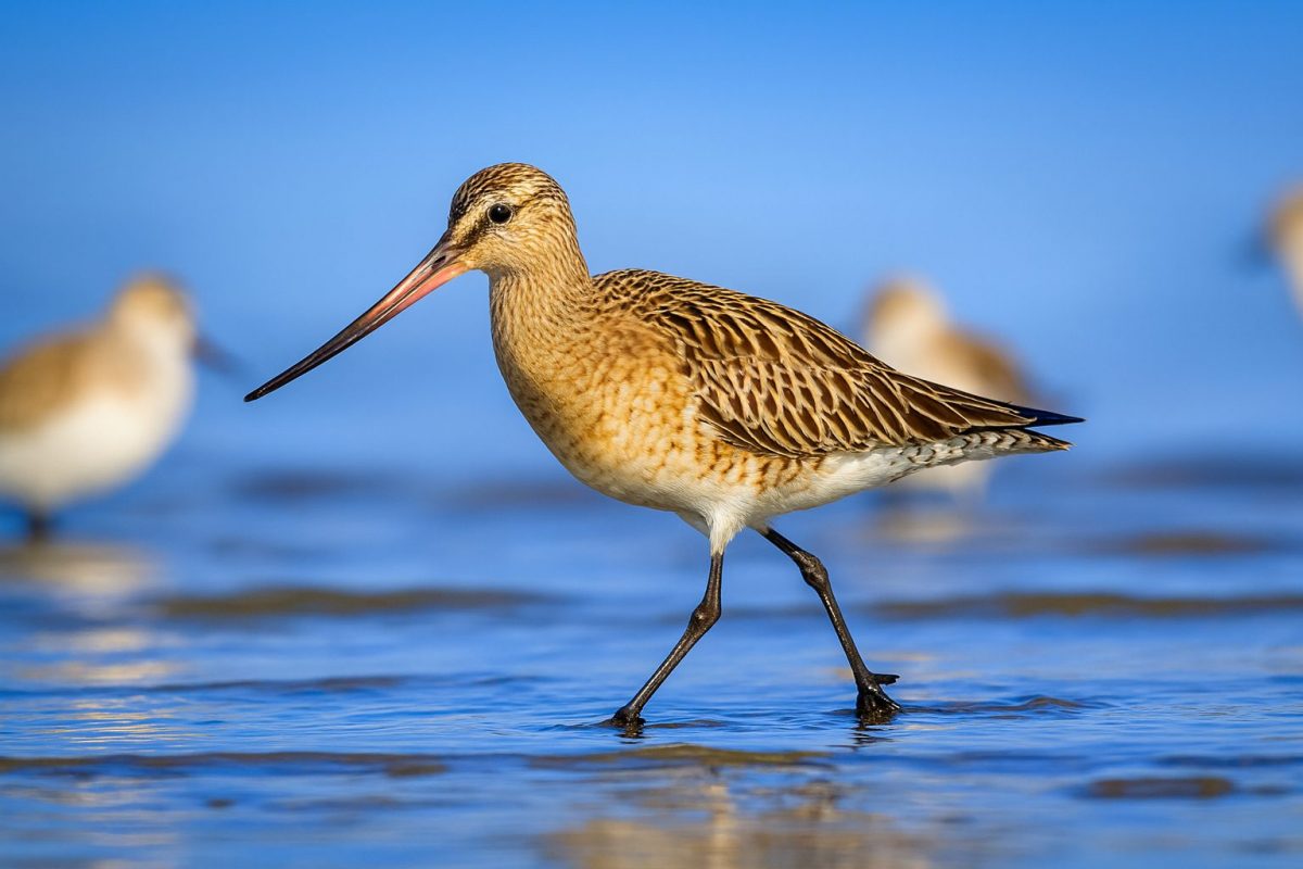 青森県おいらせ町の風景
